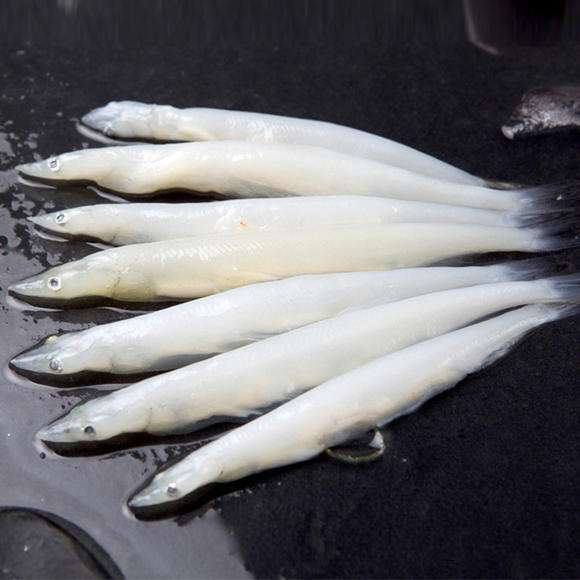 長不大的冷水觀賞魚_冷水觀賞魚長大后會死嗎_冷水觀賞魚長大后怎么養