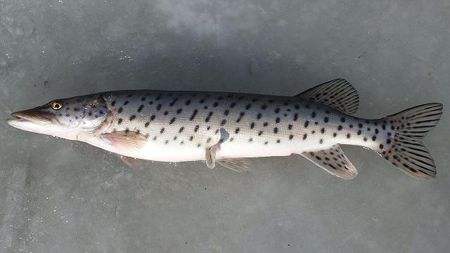 冷水觀賞魚長大后怎么養_冷水觀賞魚長大后會死嗎_長不大的冷水觀賞魚