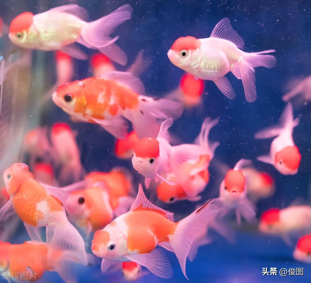 紅鯉魚觀賞魚賣多少錢一斤_鯉魚買賣_賣鯉魚掙錢嗎