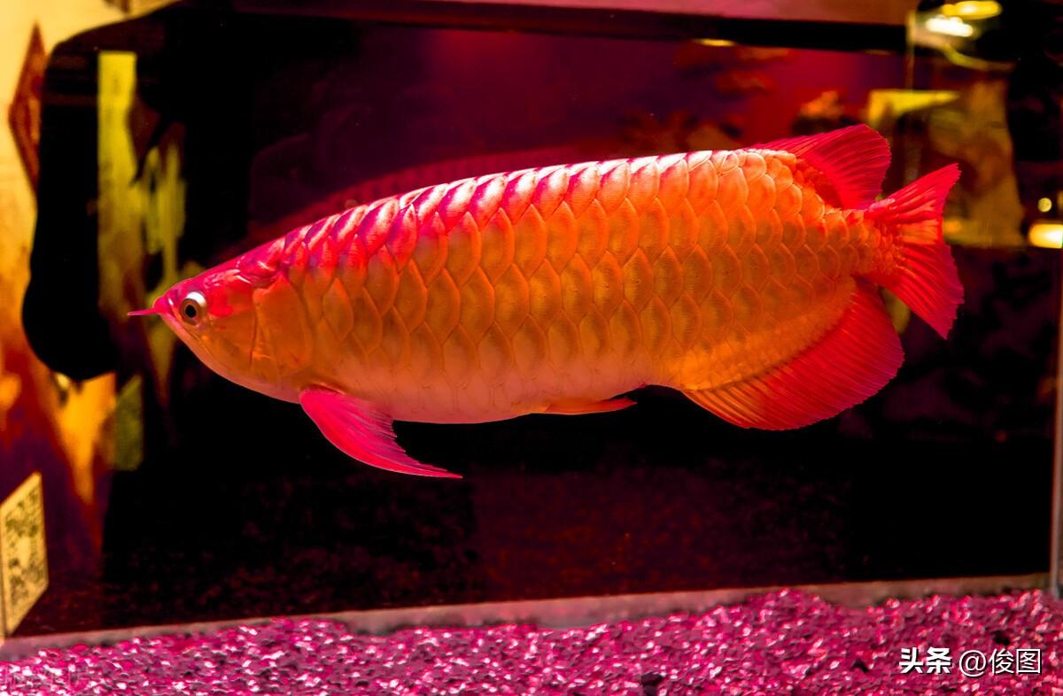 賣鯉魚掙錢嗎_紅鯉魚觀賞魚賣多少錢一斤_鯉魚買賣