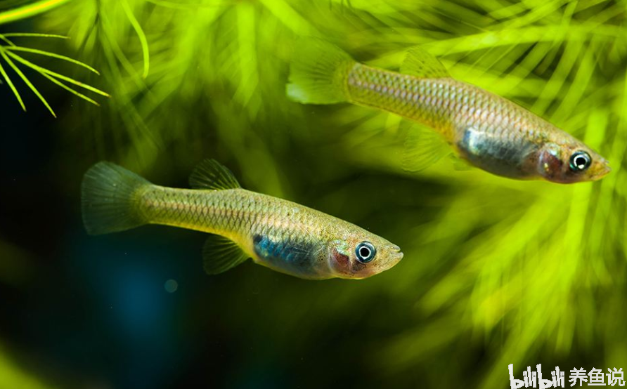 觀賞魚吃這3種活食更健康，且簡單方便好入手，新手養魚活食首選