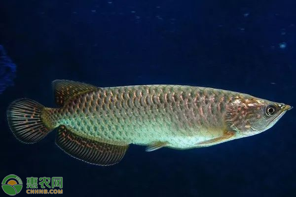 觀賞魚(yú)一般多少錢一條_金錢魚(yú)觀賞魚(yú)_觀賞魚(yú)錢條一般多長(zhǎng)
