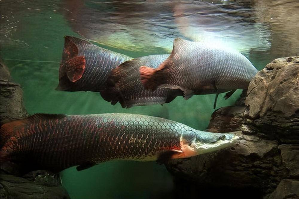 不適宜混養的中大型觀賞魚，魚友總結很詳細，不單是嘴賤的問題