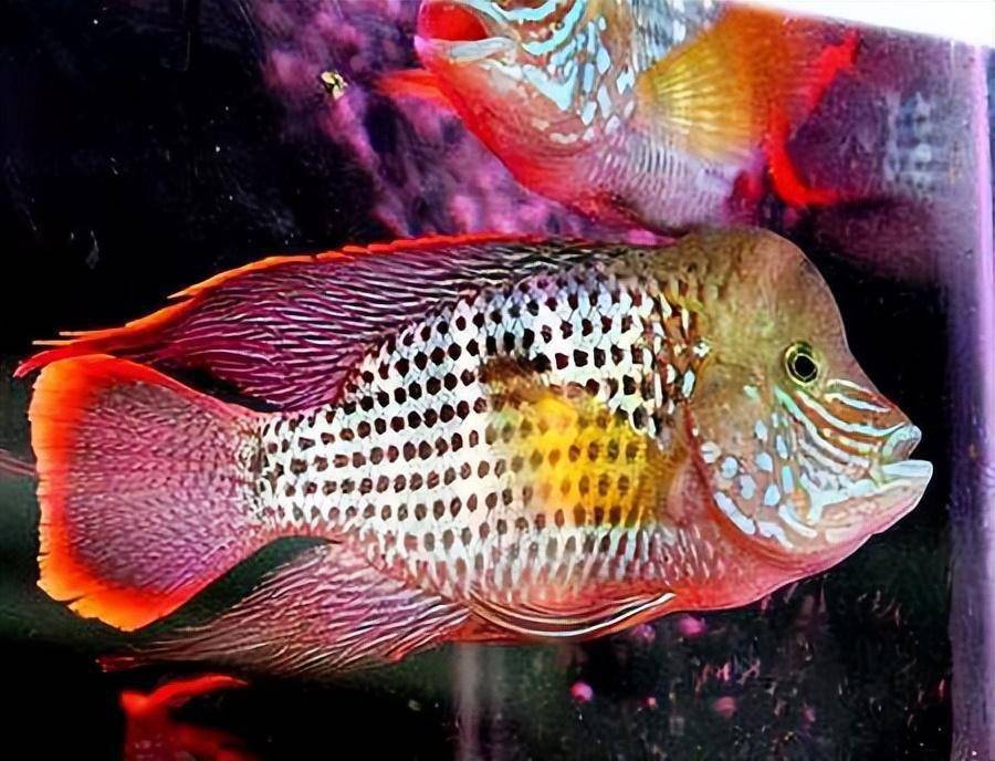 大型觀賞魚魚_大型魚觀賞魚_觀賞大型魚類