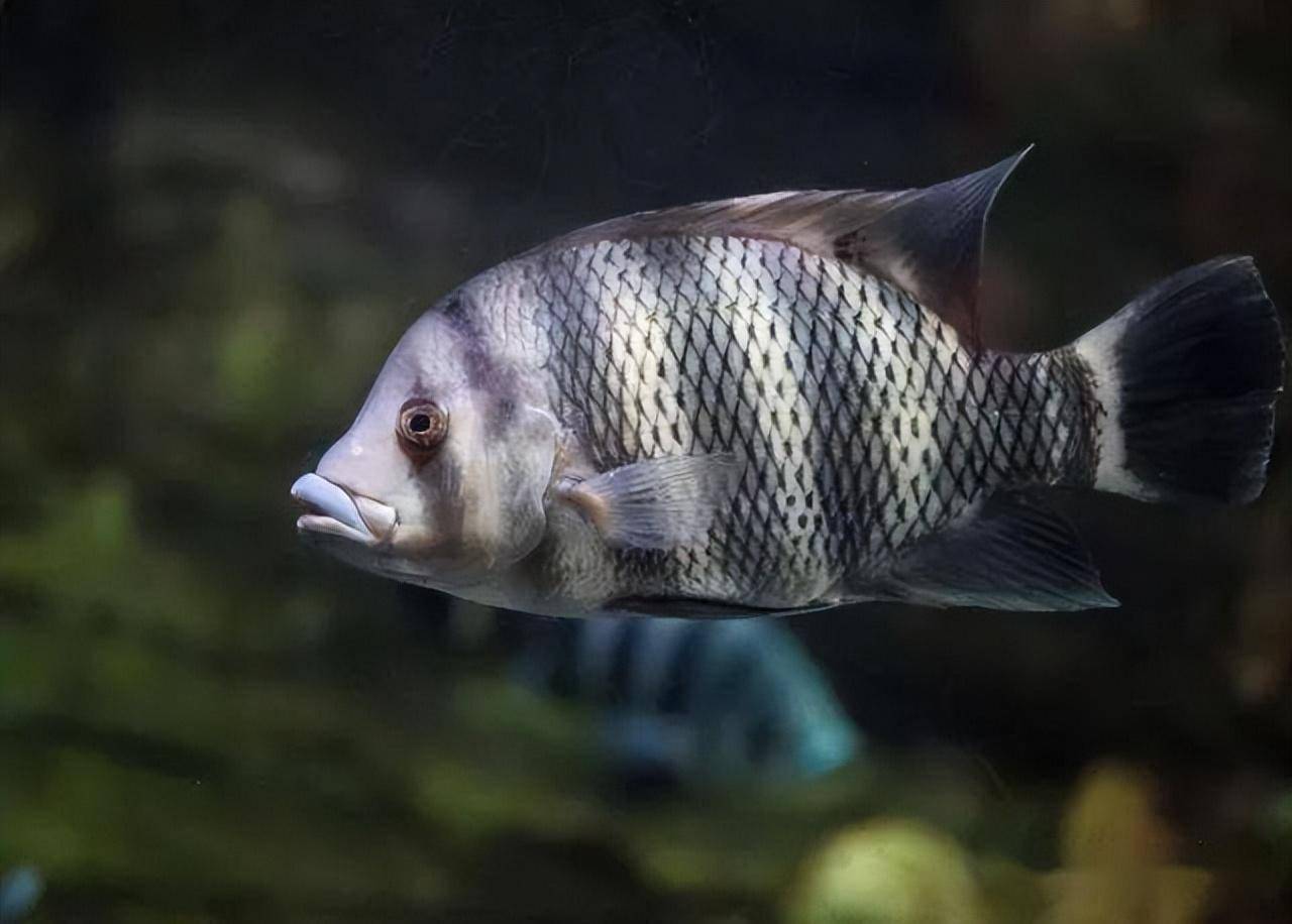 大型魚觀賞魚_大型觀賞魚魚_觀賞大型魚類