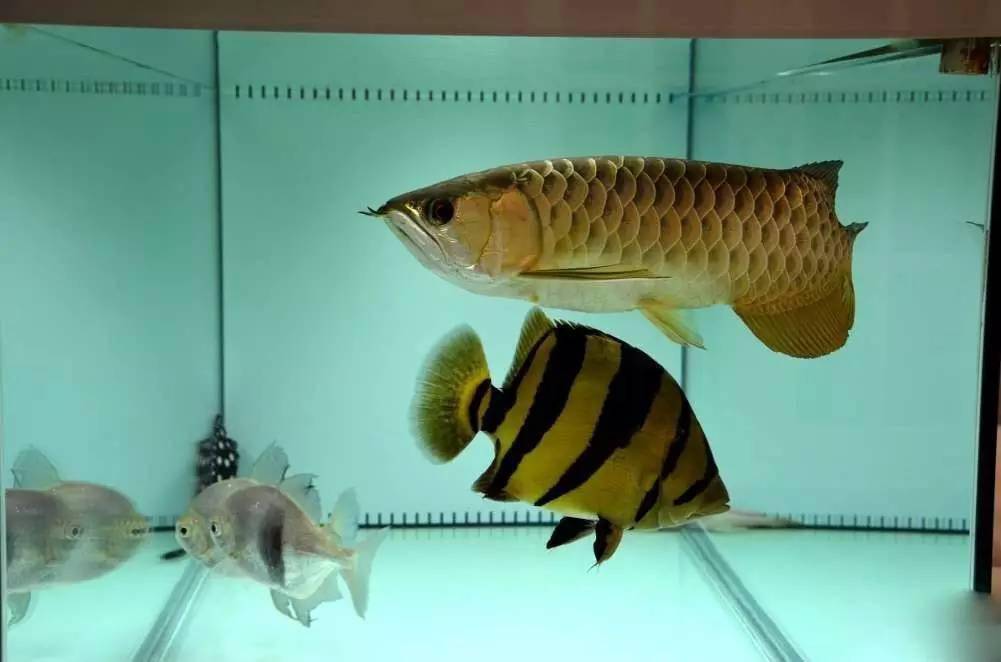 大型觀賞魚魚_大型魚觀賞魚_觀賞大型魚類