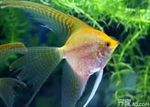 各種種類魚圖片大全欣賞