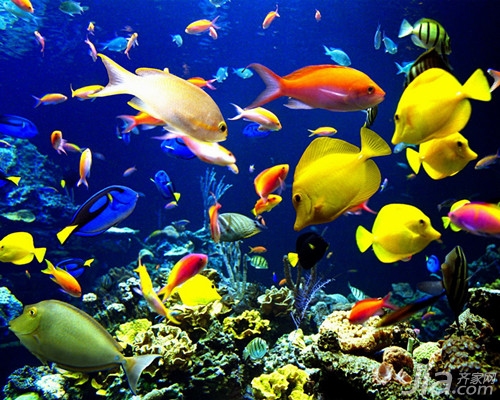 名貴觀賞魚金魚品種圖片大全_觀賞金魚圖片欣賞_觀賞金魚名貴大全品種魚圖片