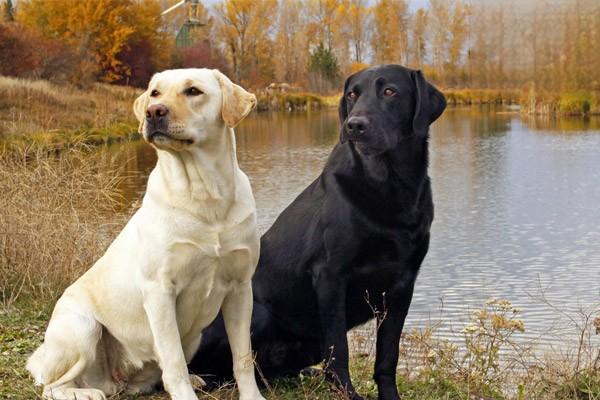 卷毛比熊犬價格,比熊一只多少錢