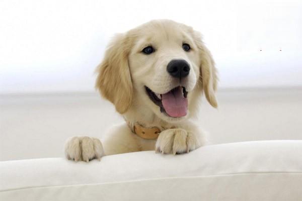 比熊小犬_小寵物狗比熊_比熊幼犬多少錢
