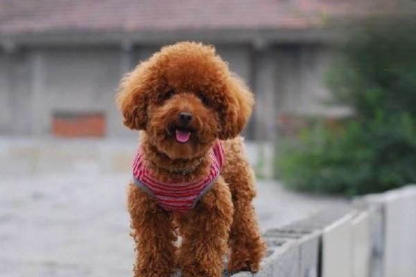 小寵物狗比熊_比熊小犬_比熊幼犬多少錢