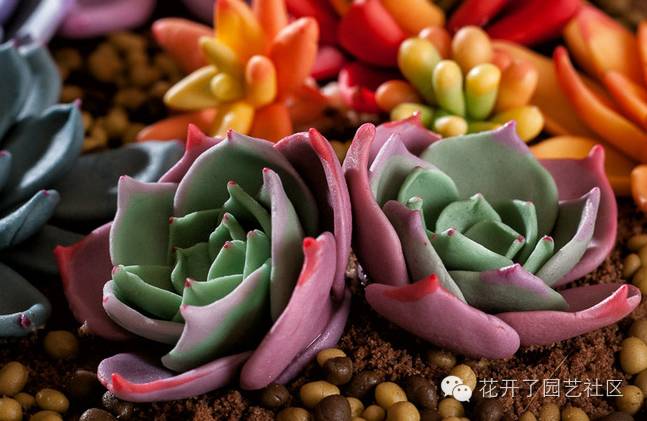 據(jù)說(shuō)多肉植物可以凈化空氣是真的嗎？