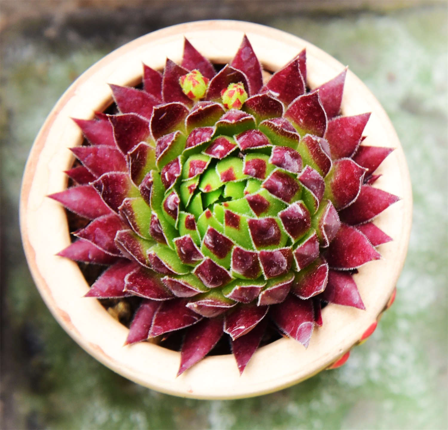 多肉植物蒂亞什么寓意_多肉植物蒂亞_蒂亞多肉花語