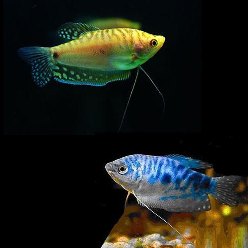 大型觀賞魚大全_大型觀賞魚大全集_觀賞大全魚大型圖片
