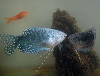 大型觀賞魚大全集_觀賞大全魚大型圖片_大型觀賞魚大全