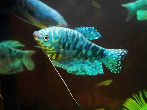 大型觀賞魚大全集_大型觀賞魚大全_觀賞大全魚大型圖片