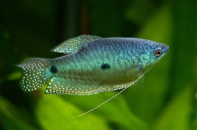 大型觀賞魚大全_大型觀賞魚大全集_觀賞大全魚大型圖片