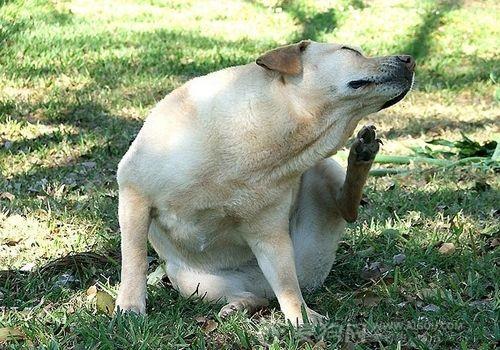 成年犬常見皮膚病有3種，做好這些預(yù)防，會(huì)讓狗狗好受些