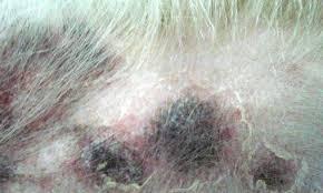 狗狗皮膚病用什么藥_狗狗皮膚病內服藥_狗狗皮膚病的藥多少錢