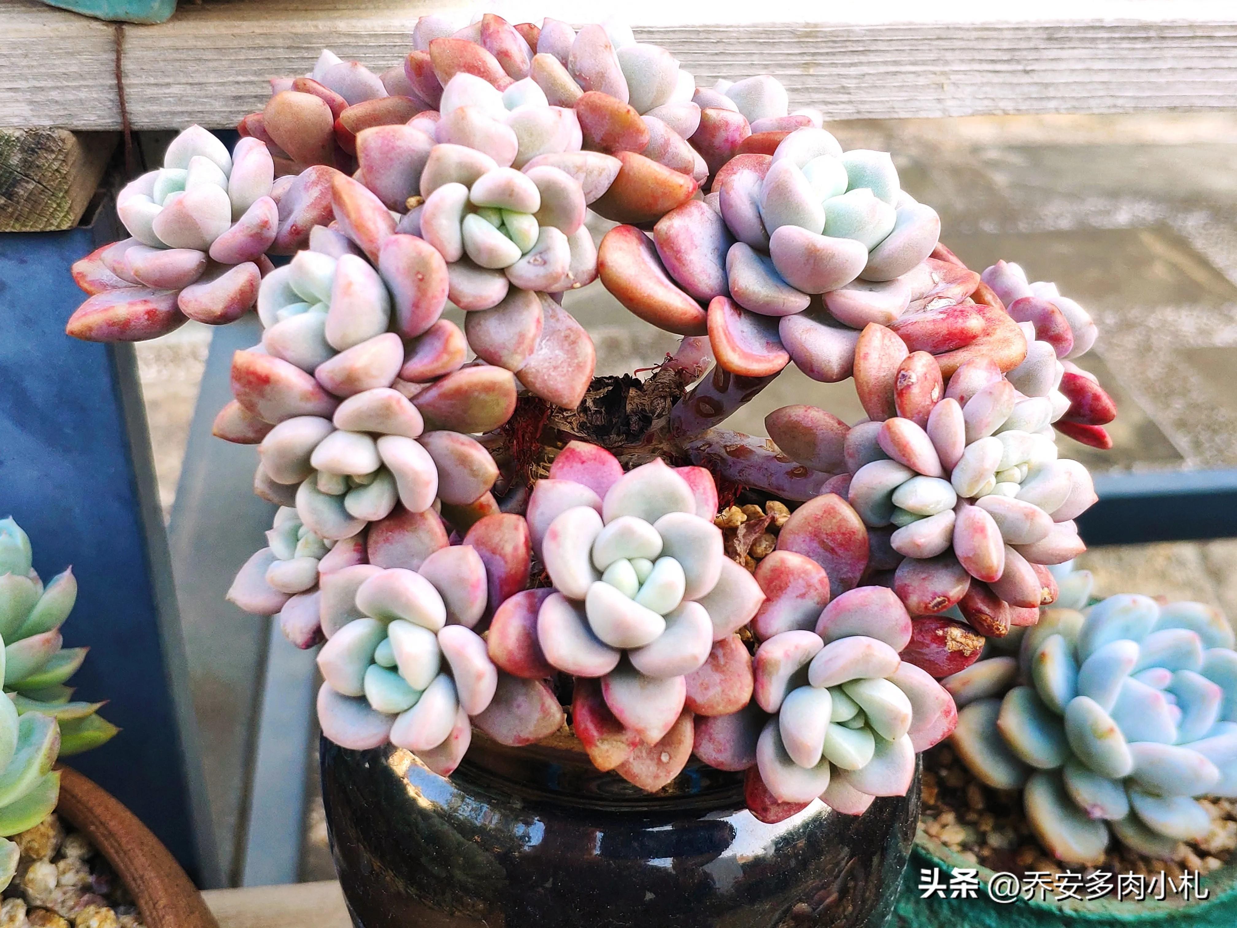 春天的多肉，一向是濃妝淡抹總相宜，不論是萬(wàn)紫千紅還是只此青綠