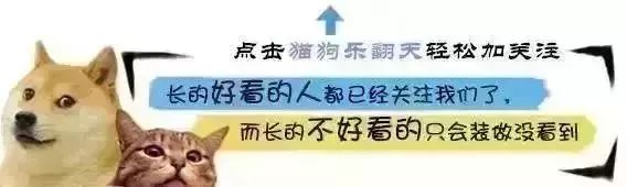 泰迪誤傷人后被暴揍，家里來(lái)客人時(shí)，泰迪嚇得主動(dòng)躲起來(lái)……