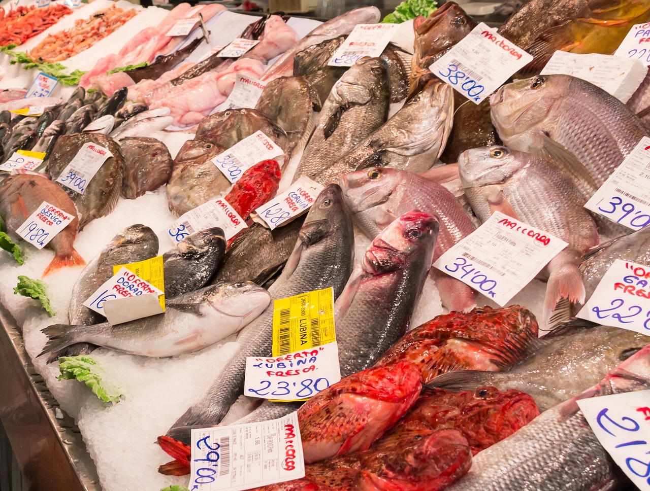 可以吃的觀賞魚有哪些_觀賞魚可以吃魚肉嗎_觀賞魚食可以喂吃的魚嗎