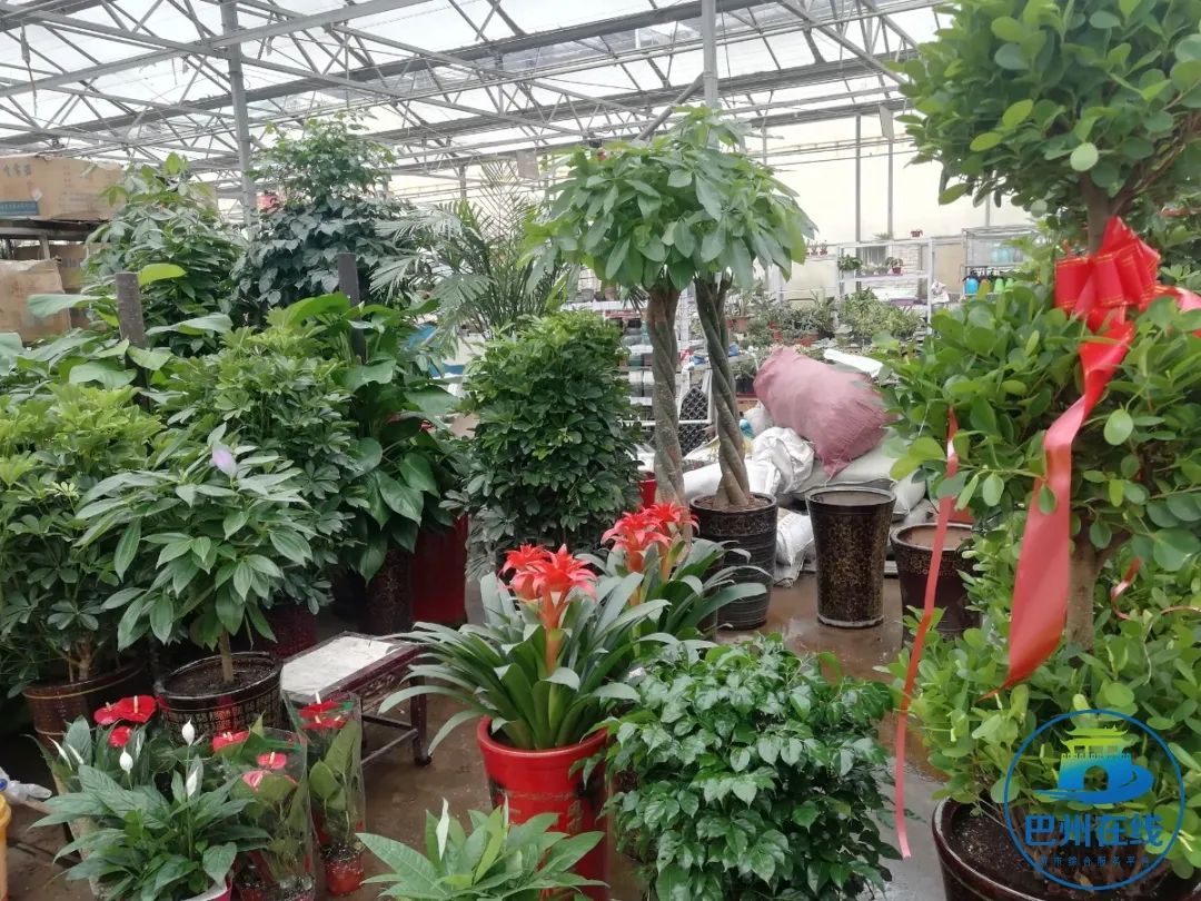 批發(fā)觀賞魚可以買嗎_觀賞魚批發(fā)市場(chǎng)進(jìn)貨_哪里可以批發(fā)觀賞魚