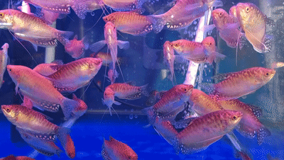 觀賞魚批發(fā)市場(chǎng)進(jìn)貨_哪里可以批發(fā)觀賞魚_批發(fā)觀賞魚可以買嗎