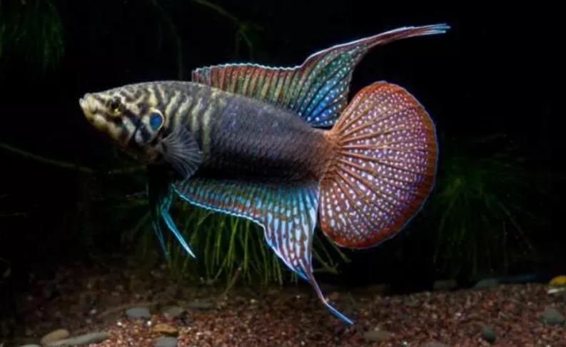 兇狠觀賞魚(yú)_觀賞魚(yú)什么魚(yú)最兇猛_兇猛觀賞魚(yú)十大兇猛觀賞魚(yú)