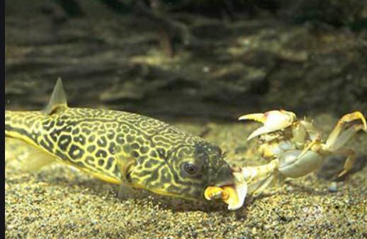 兇猛觀賞魚(yú)十大兇猛觀賞魚(yú)_觀賞魚(yú)什么魚(yú)最兇猛_兇狠觀賞魚(yú)