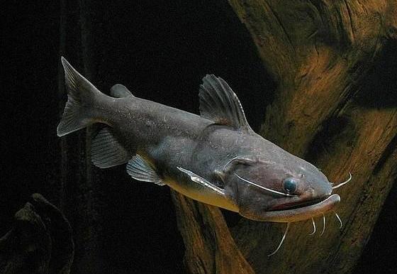 兇猛觀賞魚(yú)十大兇猛觀賞魚(yú)_兇狠觀賞魚(yú)_觀賞魚(yú)什么魚(yú)最兇猛