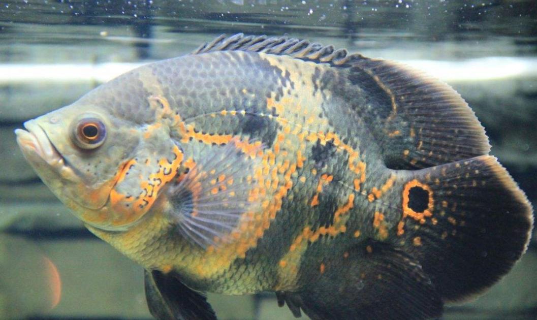 觀賞魚(yú)什么魚(yú)最兇猛_兇狠觀賞魚(yú)_兇猛觀賞魚(yú)十大兇猛觀賞魚(yú)
