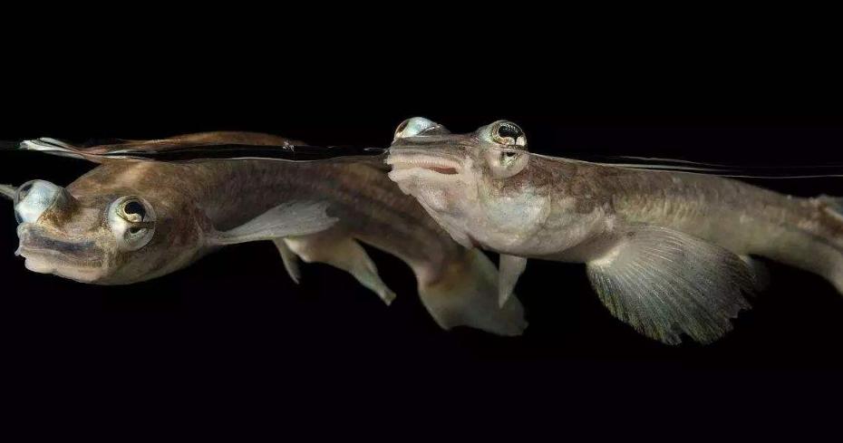 兇狠觀賞魚(yú)_兇猛觀賞魚(yú)十大兇猛觀賞魚(yú)_觀賞魚(yú)什么魚(yú)最兇猛