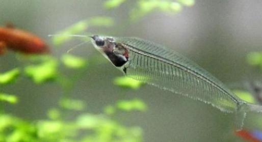 觀賞魚(yú)什么魚(yú)最兇猛_兇猛觀賞魚(yú)十大兇猛觀賞魚(yú)_兇狠觀賞魚(yú)