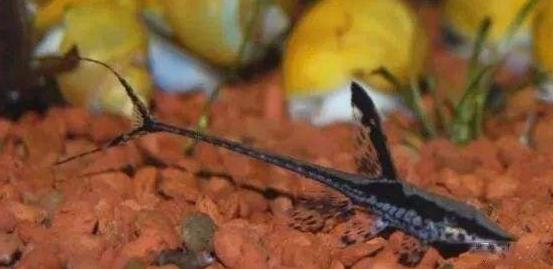 兇猛觀賞魚(yú)十大兇猛觀賞魚(yú)_觀賞魚(yú)什么魚(yú)最兇猛_兇狠觀賞魚(yú)