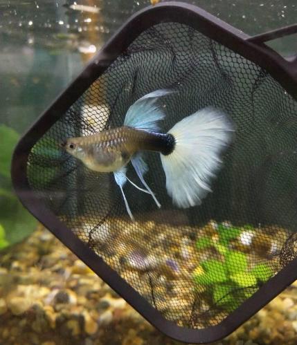 觀賞魚(yú)什么魚(yú)最兇猛_兇狠觀賞魚(yú)_兇猛觀賞魚(yú)十大兇猛觀賞魚(yú)