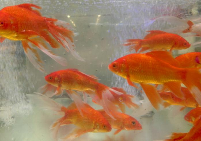 兇猛觀賞魚(yú)十大兇猛觀賞魚(yú)_兇狠觀賞魚(yú)_觀賞魚(yú)什么魚(yú)最兇猛
