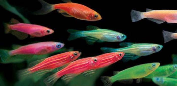 兇猛觀賞魚(yú)十大兇猛觀賞魚(yú)_觀賞魚(yú)什么魚(yú)最兇猛_兇狠觀賞魚(yú)