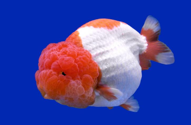兇狠觀賞魚(yú)_觀賞魚(yú)什么魚(yú)最兇猛_兇猛觀賞魚(yú)十大兇猛觀賞魚(yú)