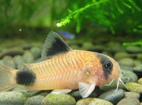 觀賞魚(yú)什么魚(yú)最兇猛_兇狠觀賞魚(yú)_兇猛觀賞魚(yú)十大兇猛觀賞魚(yú)