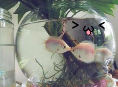 觀賞魚(yú)什么魚(yú)最兇猛_兇狠觀賞魚(yú)_兇猛觀賞魚(yú)十大兇猛觀賞魚(yú)