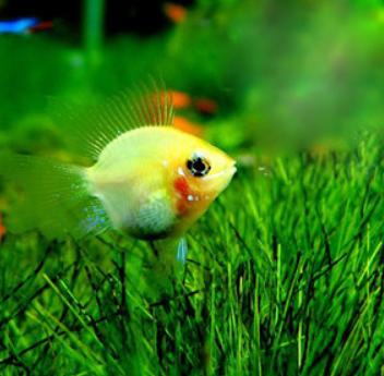 觀賞魚(yú)什么魚(yú)最兇猛_兇猛觀賞魚(yú)十大兇猛觀賞魚(yú)_兇狠觀賞魚(yú)