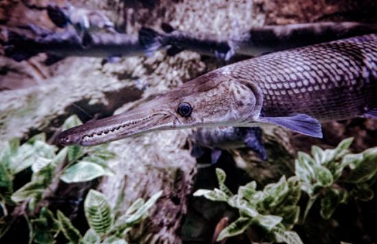 兇狠觀賞魚(yú)_兇猛觀賞魚(yú)十大兇猛觀賞魚(yú)_觀賞魚(yú)什么魚(yú)最兇猛
