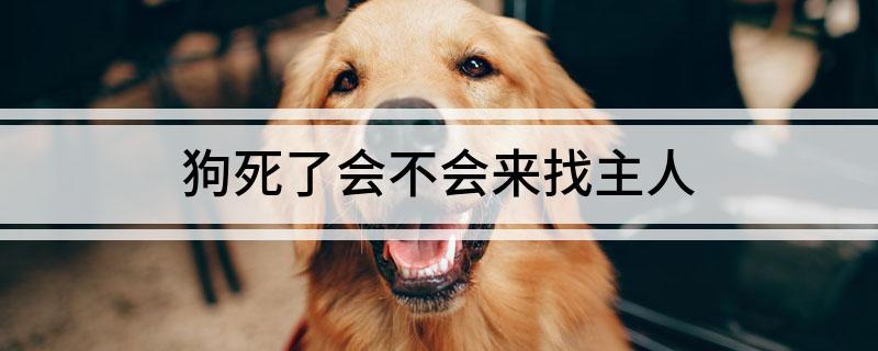 狗死了會(huì)不會(huì)來(lái)找主人
