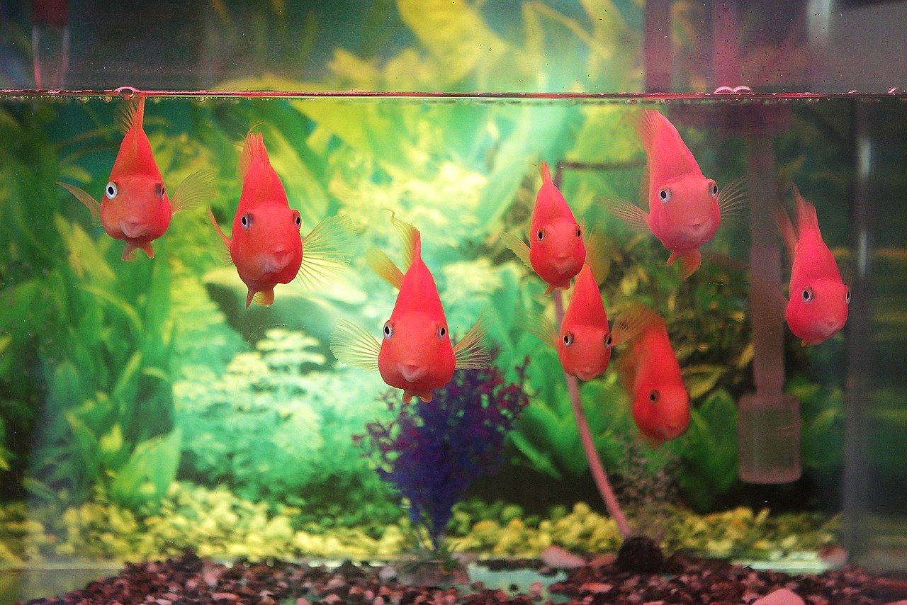 鹽放魚缸里多久鹽分消失_觀賞魚鹽怎么放_(tái)放鹽的魚