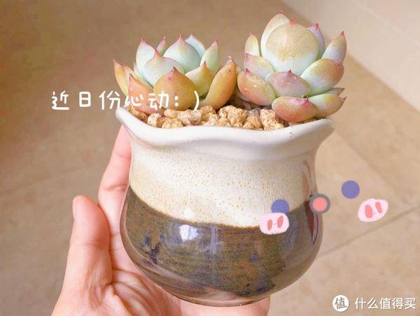 養(yǎng)多肉的用處_多肉勞爾好養(yǎng)嗎_養(yǎng)多肉勞動(dòng)小竅門