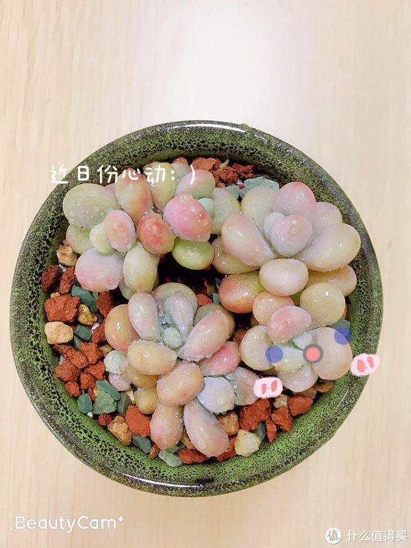 養(yǎng)多肉的用處_多肉勞爾好養(yǎng)嗎_養(yǎng)多肉勞動(dòng)小竅門